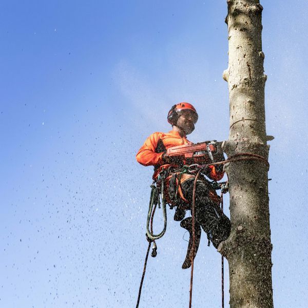 Бензопила Husqvarna 545 II (967690635) &mdash; Профессиональная Цепная Пила, Шина 45 См, Мощность 3.7 Л.С., Цепь 72 Звена